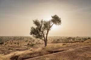 Emission "Sahel : les ajustements de la stratégie française" avec un chercheur de l'IGE sur France Culture