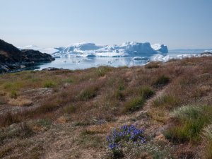 Greenland glaciers and sea level