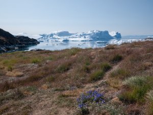 Glaciers groenlandais et niveau de la mer