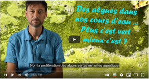 Des algues dans nos cours d'eau : plus c'est vert mieux c'est ?