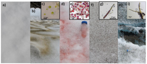 Bio-albedo : what is the extent of melting of the Greenland Ice Sheet caused by microorganisms ? 