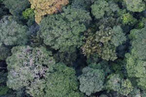 Biodiversity and Climate COPs : turning promises into action